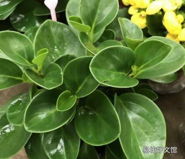 绿萝花语,绿萝寓意