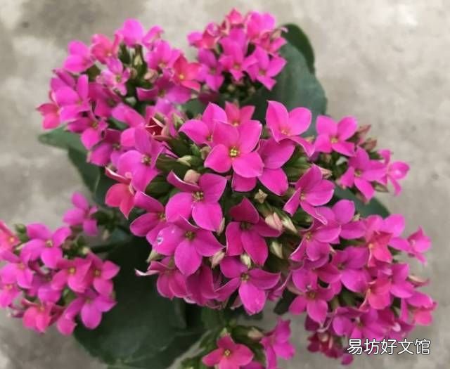 绿萝花语,绿萝寓意
