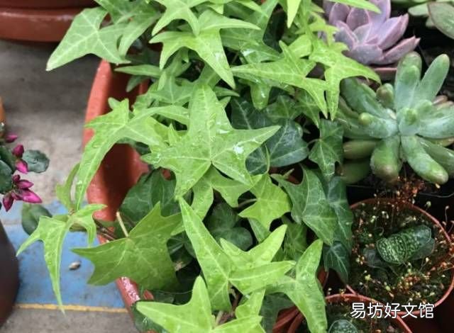 绿萝花语,绿萝寓意