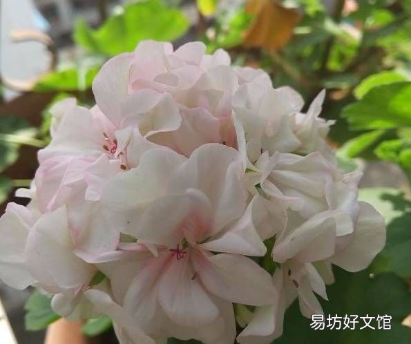绿萝花语,绿萝寓意