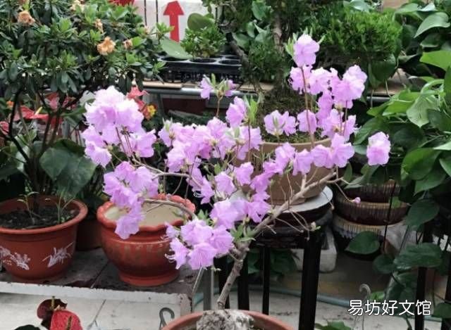 绿萝花语,绿萝寓意