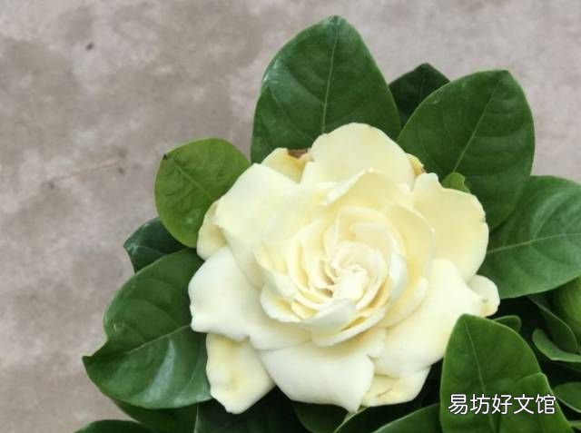 绿萝花语,绿萝寓意