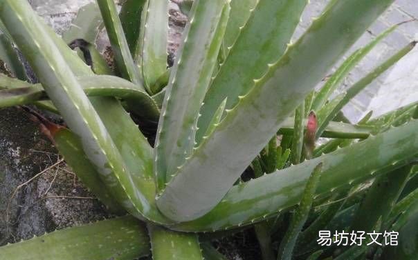 绿萝花语,绿萝寓意