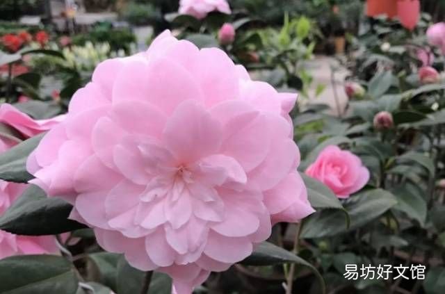 绿萝花语,绿萝寓意