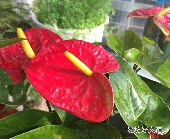 绿萝花语,绿萝寓意
