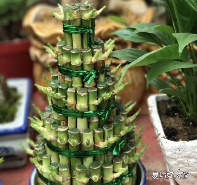 绿萝花语,绿萝寓意