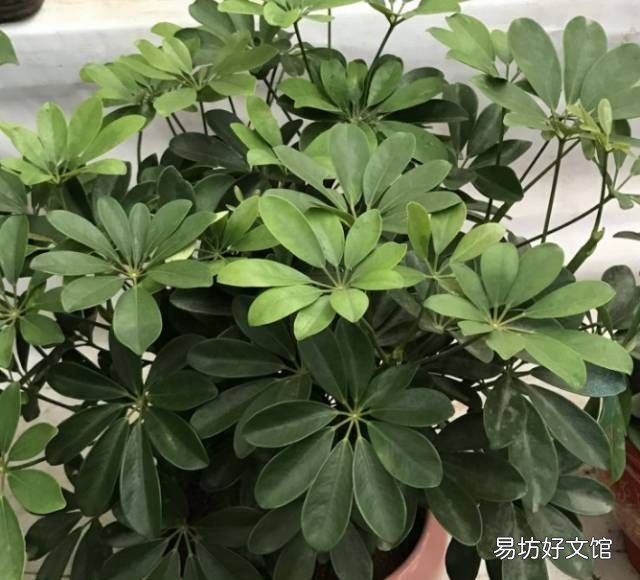 绿萝花语,绿萝寓意