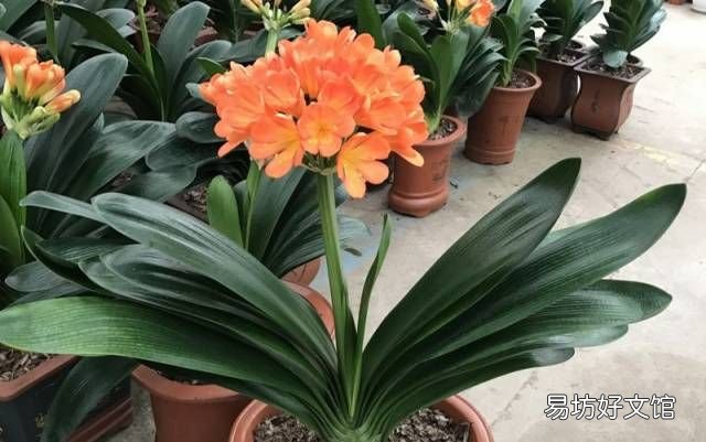 绿萝花语,绿萝寓意