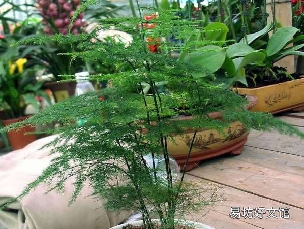 绿萝花语,绿萝寓意