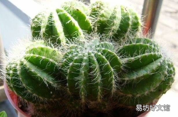 绿萝花语,绿萝寓意