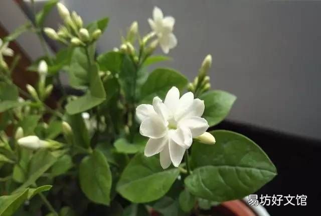 绿萝花语,绿萝寓意