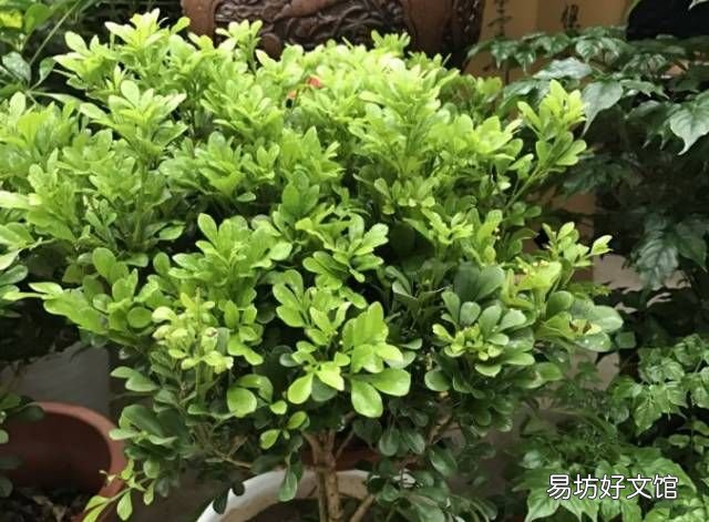 绿萝花语,绿萝寓意