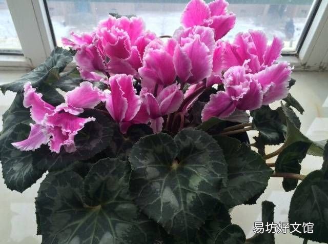 绿萝花语,绿萝寓意