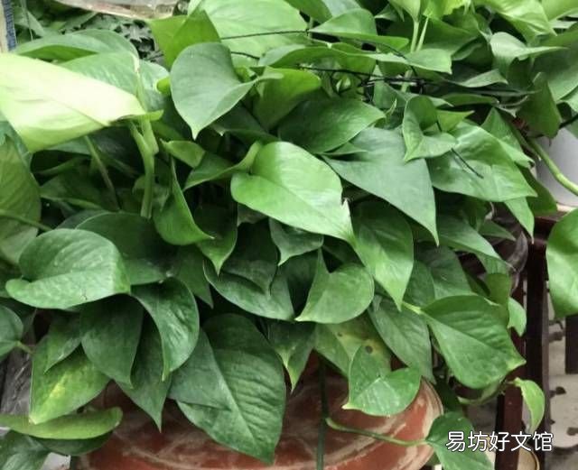 绿萝花语,绿萝寓意