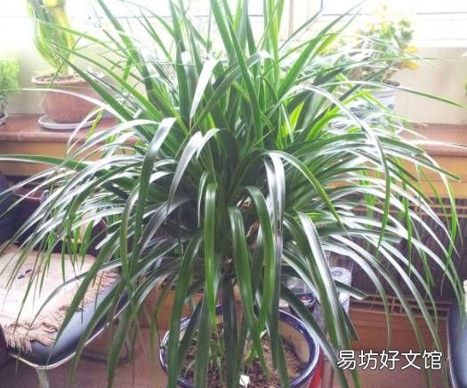绿萝花语,绿萝寓意