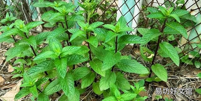 薄荷叶:全身是宝的菜,6月遇到抓紧吃,鲜香美味,营养极高