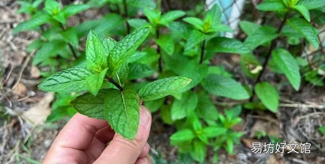 薄荷叶:全身是宝的菜,6月遇到抓紧吃,鲜香美味,营养极高