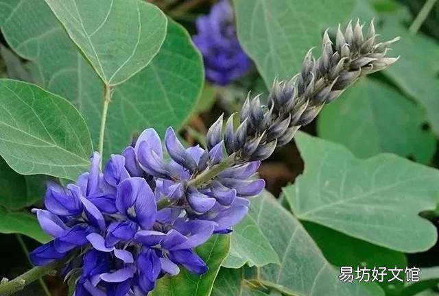 葛花醒酒汤方解,葛花怎么醒酒