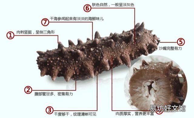 怎么区别养殖海参和野生海参
