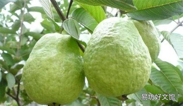 番石榴怎么种植好