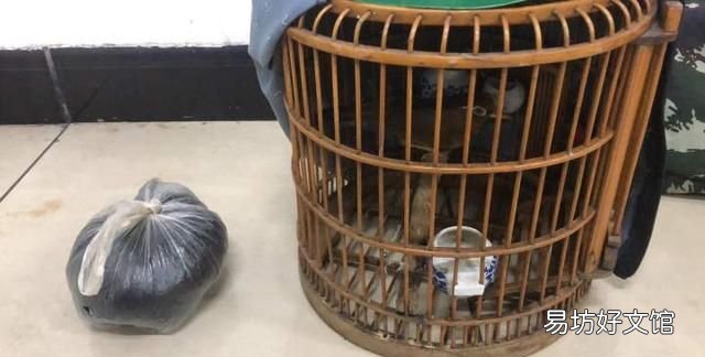 二级保护野生动物画眉鸟 画眉鸟是几级保护动物养犯法吗