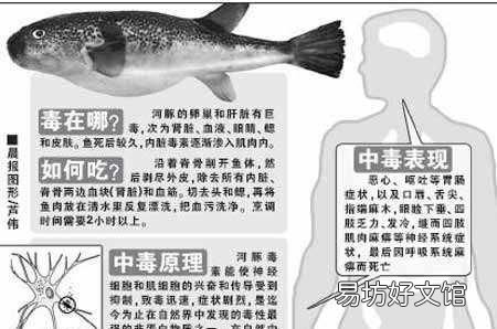 河豚的营养价值 吃河豚鱼有什么好处?