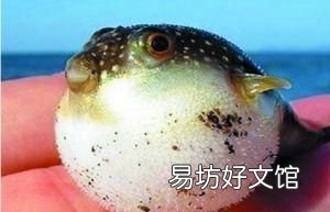 河豚的营养价值 吃河豚鱼有什么好处?