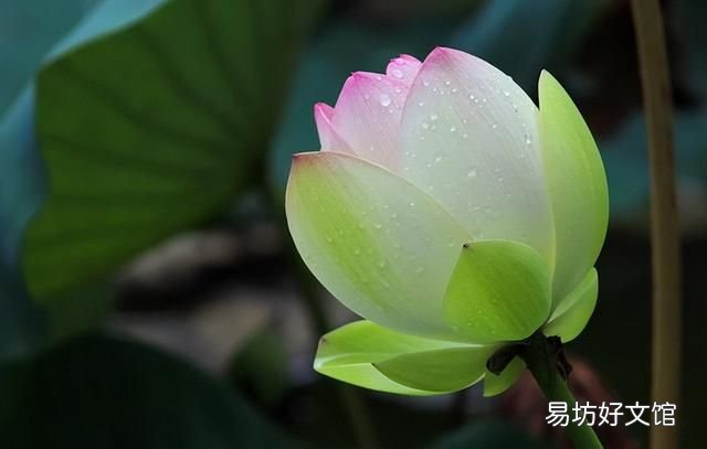 荷花的十大最美雅称,你最爱哪一个品种