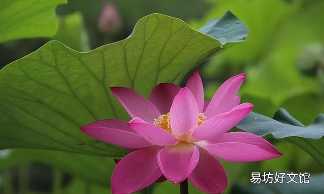 荷花的十大最美雅称,你最爱哪一个品种