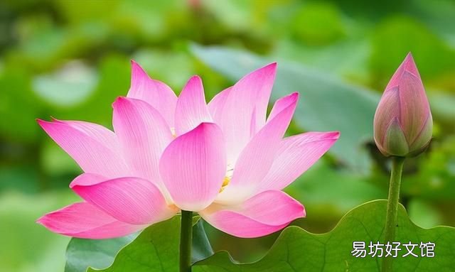荷花的十大最美雅称,你最爱哪一个品种