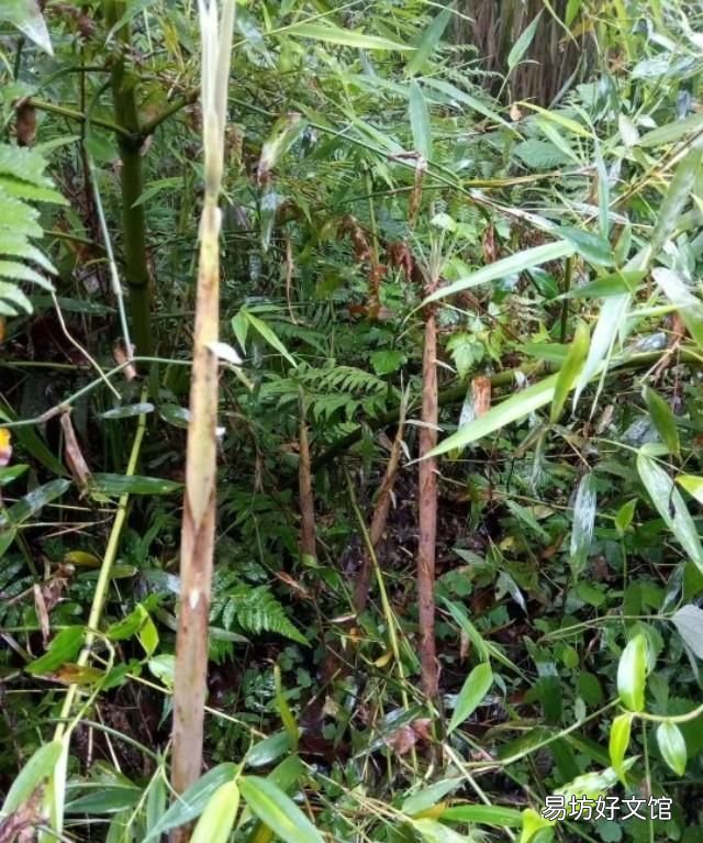 新鲜竹笋怎么冰箱保存,新鲜小竹笋怎样保存最好