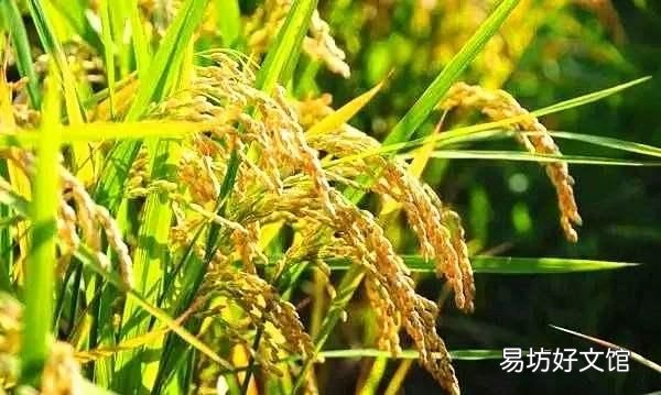 处暑三候的意思,处暑三候是什么