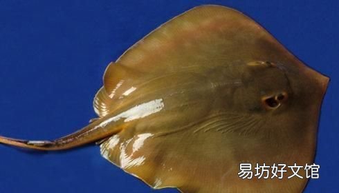 扒皮鱼有刺没有:十种海鱼没有细刺、小刺、小刺、小刺、肉质鲜嫩