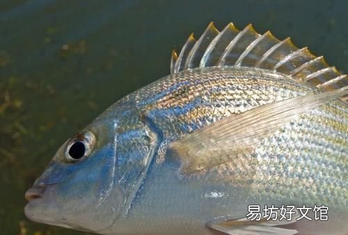 扒皮鱼有刺没有:十种海鱼没有细刺、小刺、小刺、小刺、肉质鲜嫩