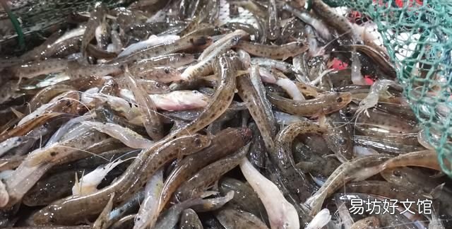 扒皮鱼有刺没有:十种海鱼没有细刺、小刺、小刺、小刺、肉质鲜嫩