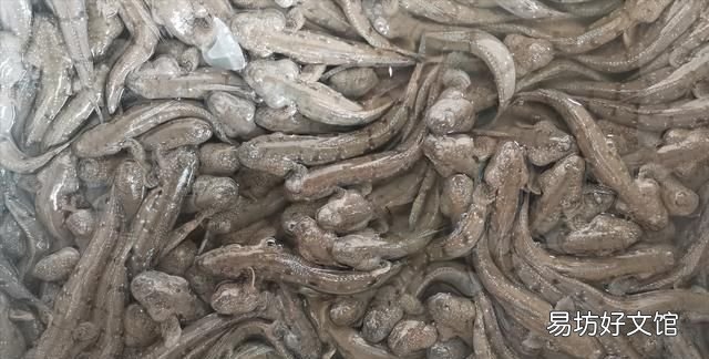 扒皮鱼有刺没有:十种海鱼没有细刺、小刺、小刺、小刺、肉质鲜嫩