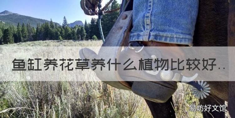 有什么植物可以养在鱼缸里,鱼缸养花草养什么植物比较好