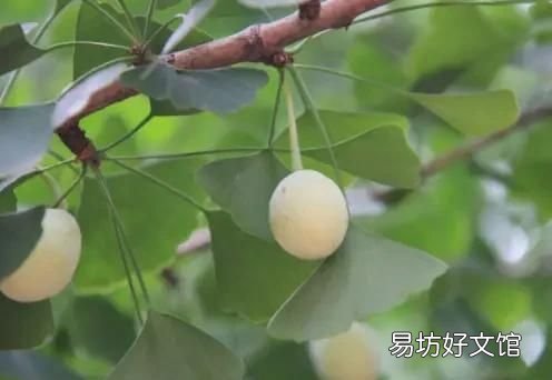 银杏果能生吃吗,新鲜的银杏果能生吃吗