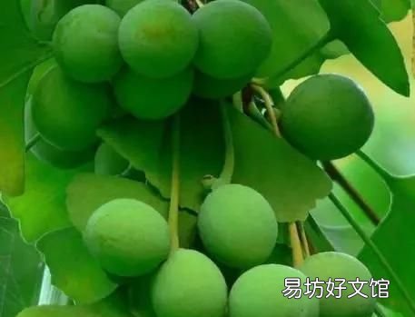 银杏果能生吃吗,新鲜的银杏果能生吃吗