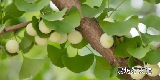 银杏果能生吃吗,新鲜的银杏果能生吃吗