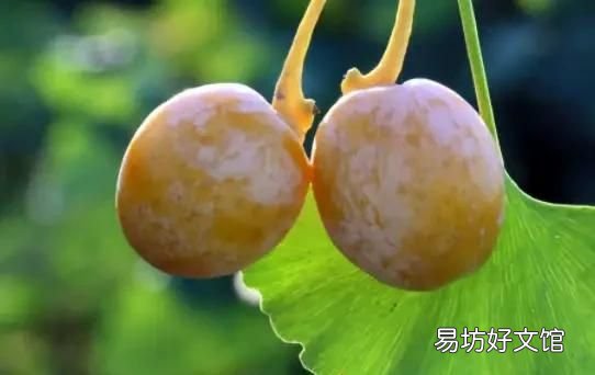 银杏果能生吃吗,新鲜的银杏果能生吃吗