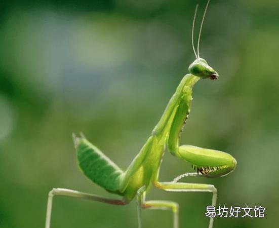 盘点10大寿命最短的动物