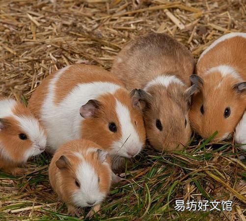 盘点10大寿命最短的动物