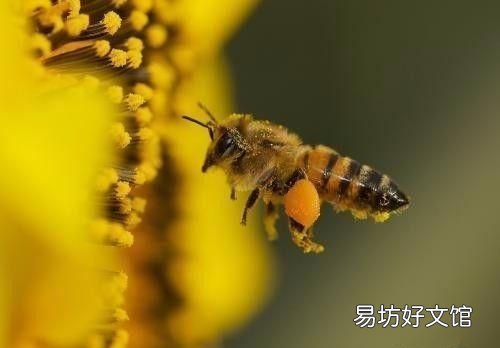 盘点10大寿命最短的动物
