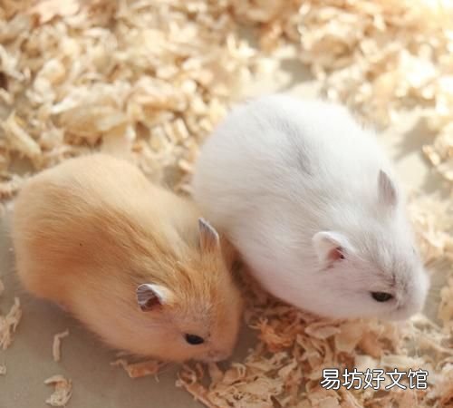盘点10大寿命最短的动物