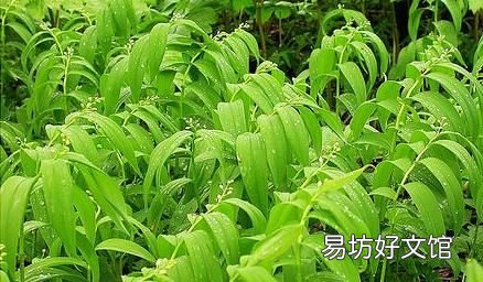 黄精和玉竹的区别是什么