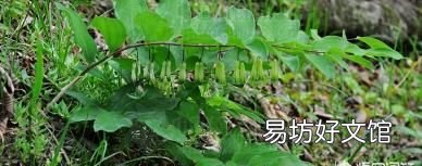 黄精和玉竹的区别是什么