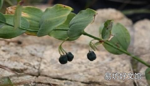 黄精和玉竹的区别是什么
