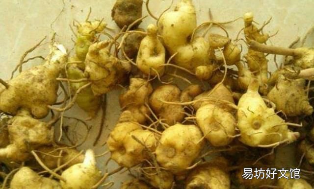 黄精和玉竹的区别是什么