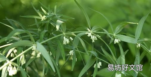 黄精和玉竹的区别是什么